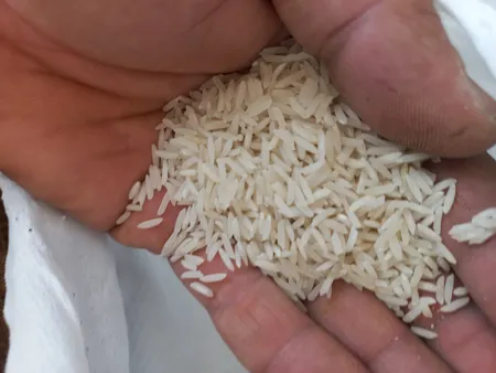 برنج ایرانی فجر آمل - 10 کیلوگرم