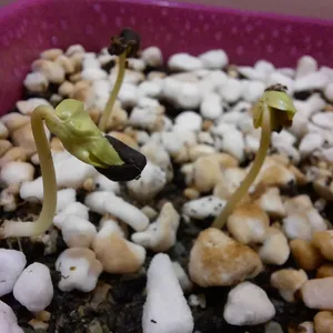 تجریه خرید بذر گل نیلوفر رونده الوان آذر سبزینه مدل A138