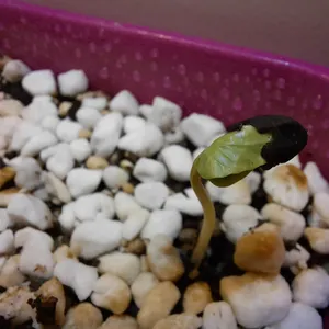 تجریه خرید بذر گل نیلوفر رونده الوان آذر سبزینه مدل A138