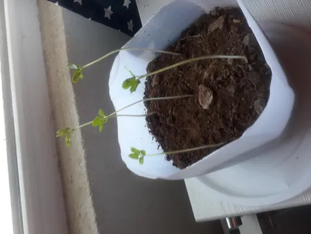 بذر گل نیلوفر رونده الوان گلبرگ پامچال کد GPF-093