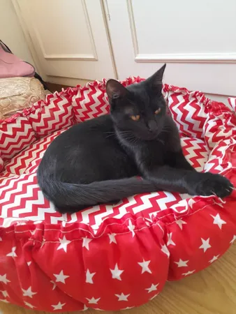 جای خواب سگ و گربه مدل mypet367