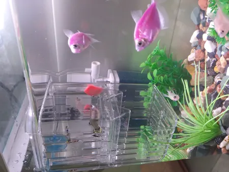 زایشگاه ماهی رویال مدل sn_113