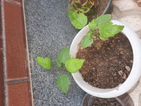 بذر بنسای افرا قرمز ژاپنی سانیا سید مدل S3