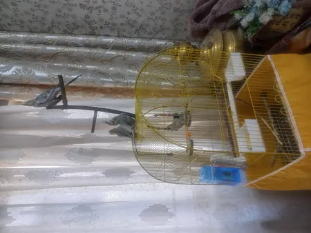 کاور قفس عروس هلندی مدل 1033