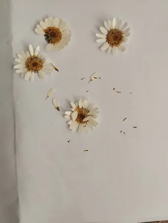 گل خشک مدل رزین اپوکسی بابونه مجموعه 4 عددی