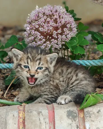 گوشی موبایل آنر مدل 200 دو سیم کارت ظرفیت 256 گیگابایت و رم 12 گیگابایت