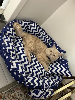 جای خواب سگ و گربه مدل star8