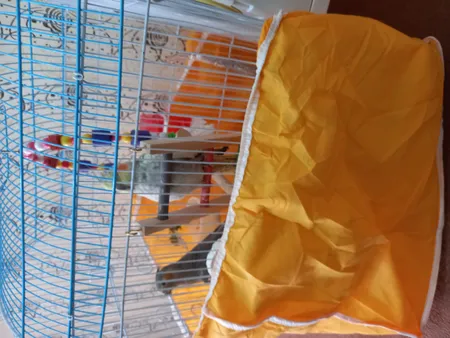 کاور قفس عروس هلندی مدل 1033