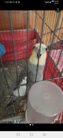 ساب ووفر خودرو پایونیر مدل TS-W32S4