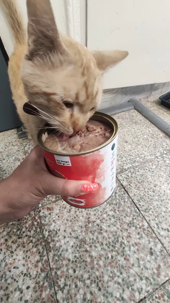 کنسرو غذای گربه وکسی مدل ‌پته گوشت وزن 800 گرم