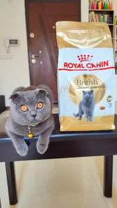 تجریه خرید غذای خشک گربه رویال کنین مدل British Shorthair وزن 2 کیلوگرم