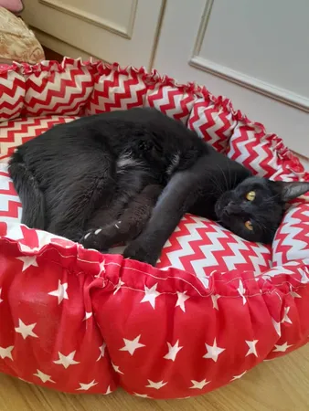 جای خواب سگ و گربه مدل mypet367