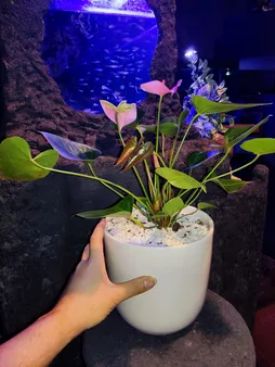 گل طبیعی انتوریوم تافکو مدل صورتی