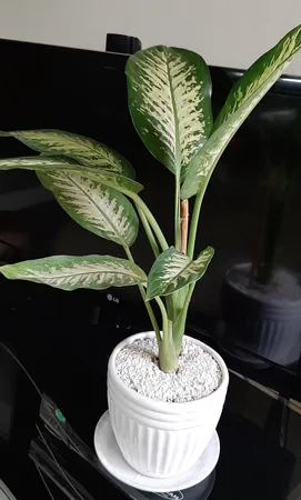 گیاه طبیعی دیفن باخیا گلیتال مدل GTL118