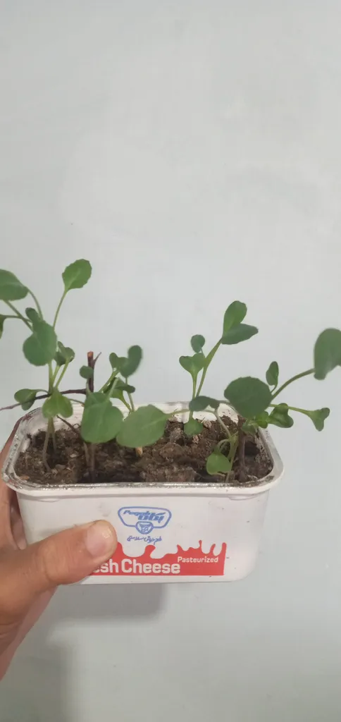 بذر گل کلم بنفش گیلدا کد 313