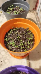 بذر سبزی خوراکی بذر طلایی برتر کد P-S-BZT-08 مجموعه 8 عددی