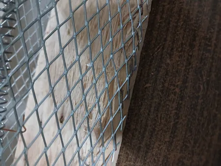 تله موش مدل قفسی