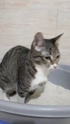 خاک بستر گربه تهران کت مدل گرانول وزن 10 کیلوگرم