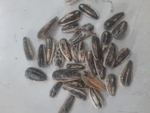 تجریه خرید تخمه آفتابگردان چاپار - 200 گرم