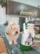 تجریه خرید غذای خشک سگ مفید مدل PUPPY Mini Junior BM وزن 2000 گرم