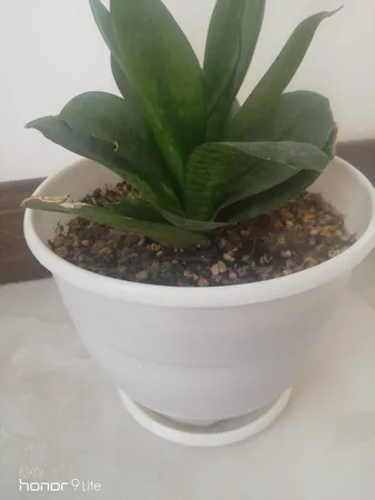 گلدان طرح ارکیده کد 164