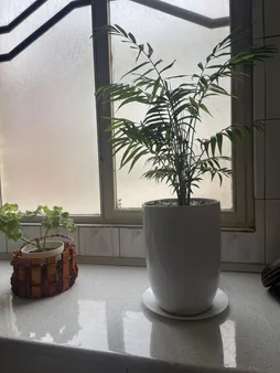 گیاه طبیعی نخل شامادورا کد 70