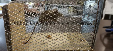 تله موش مدل قفسی