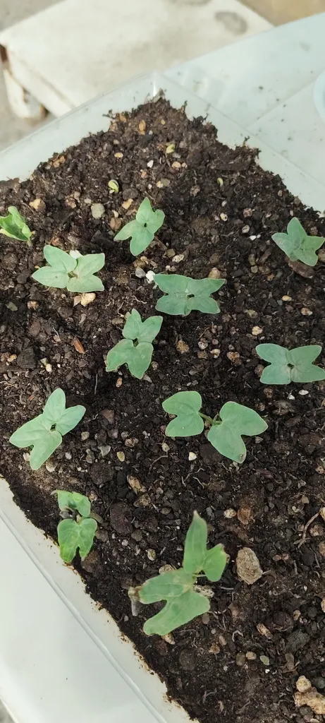 بذر گل های رونده میکس گلبرگ پامچال کد G-P-GP-04 مجموعه 4 عددی