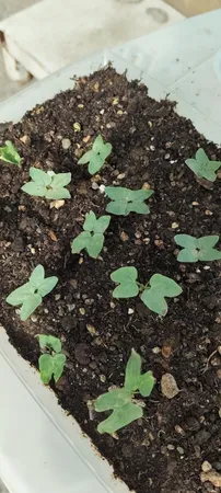 بذر گل های رونده میکس گلبرگ پامچال کد G-P-GP-04 مجموعه 4 عددی