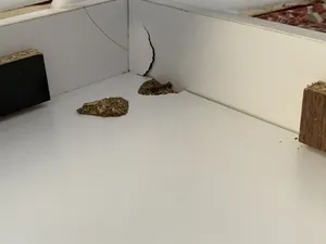 تجریه خرید تخت خواب یکنفره اعیان مدل FH295 سایز 90x200 سانتی متر