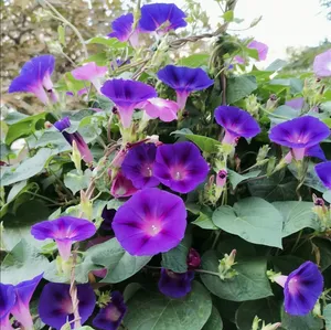 تجریه خرید بذر گل نیلوفر رونده الوان آذر سبزینه مدل A138