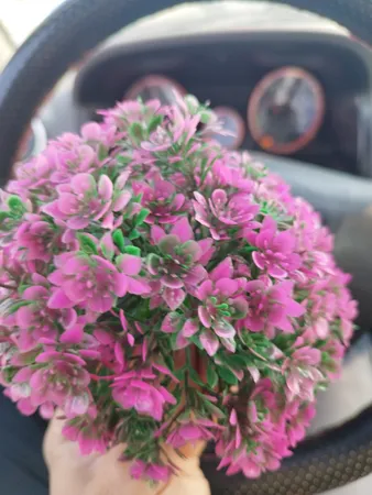 گیاه تزیینی آکواریوم آکوا مارس کد B09