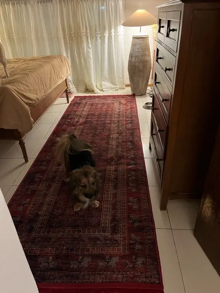 فرش ماشینی مدما مدل پازیریک طرح کلاسیک کناره کد 754 زمینه لاکی