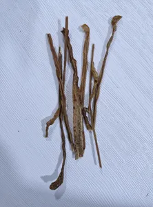 تجریه خرید تشویقی سگ راسل مدل روده بره وزن 50 گرم