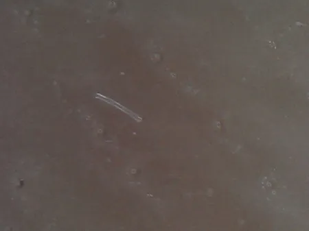 میکروسکوپ دیجیتال مدل 1000X