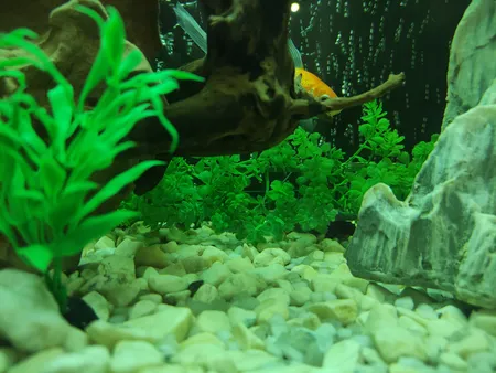 گیاه تزیینی آکواریوم مدل چمن خطی مونت کارلو