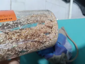 تجریه خرید غذای پرنده مدل ارزن خوشه ای کد 20104 بسته 5 عددی