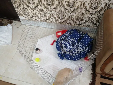 پارک سگ کد 01