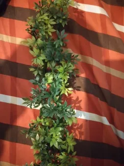 گیاه تزیینی آکواریوم مدل چمن خطی مونت کارلو