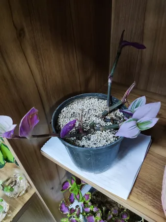 گیاه طبیعی برگ بیدی صورتی برگ پهن کد bbd01