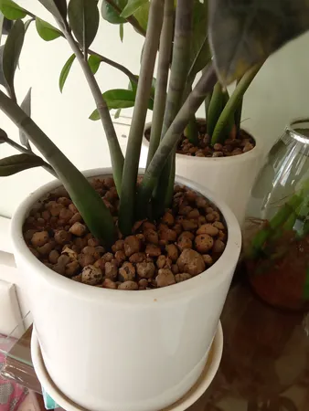 گل طبیعی زاموفولیا سوپر بلک تافکو کد 2025