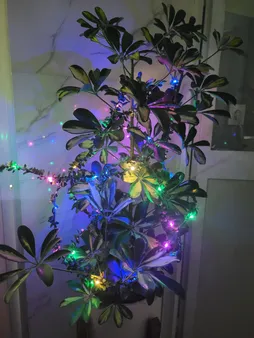 ریسه ال ای دی طرح Leaf طول 5 متر