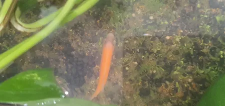 بذر پلنت آکواریوم مدل چمن ریز کوبایی