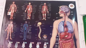 تجریه خرید پوستر آموزشی اندیشه کهن طرح آناتومی بدن انسان کد 301