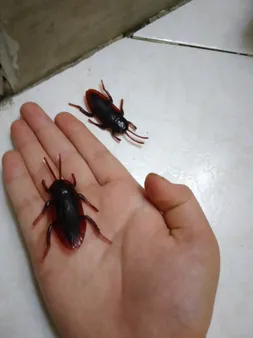 ابزار شوخی مدل سوسک کد shb16