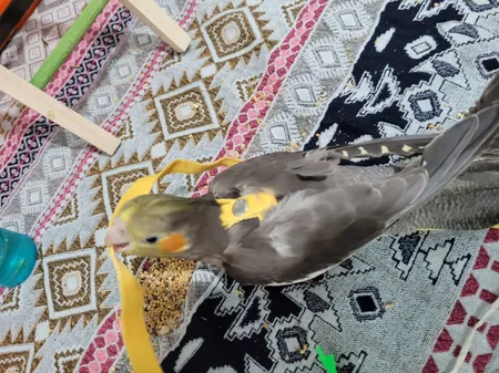 جلیقه پرواز عروس هلندی کد A12