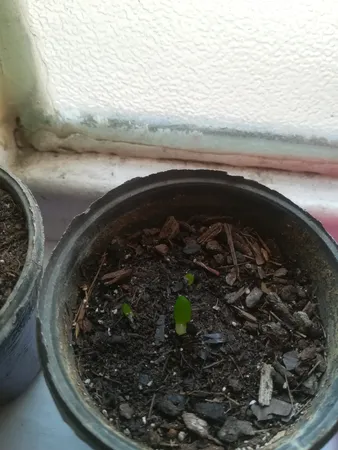 بذر ساکولنت هاورتیا بذر طلایی رویان کد BZT-122