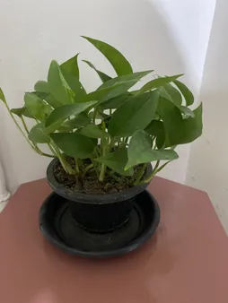 گیاه طبیعی پتوس سبز کد 101