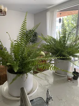 گیاه طبیعی سرخس تافکو کد 2037