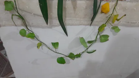 سم قارچ کش بنومیل بسته 30 گرمی